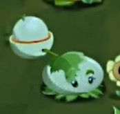 植物介绍配图4