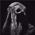 sarcoph下载安卓版_sarcoph官方正版下载 v2.52中文版