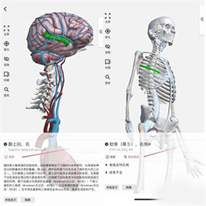 3Dbody艺用4
