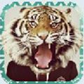 兽面app