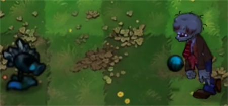新植物介绍配图5