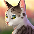 猫咪救援故事