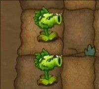 植物介绍配图2
