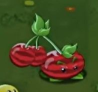 植物介绍配图3
