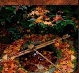 wooden fish安卓版图片2