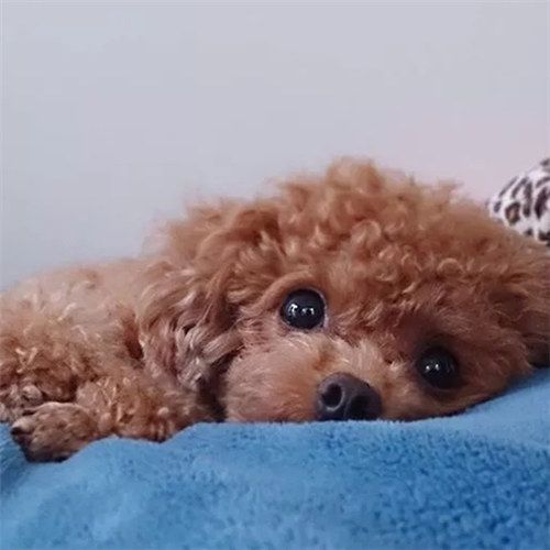 姬魔恋战纪