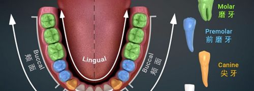口腔图谱app软件特色