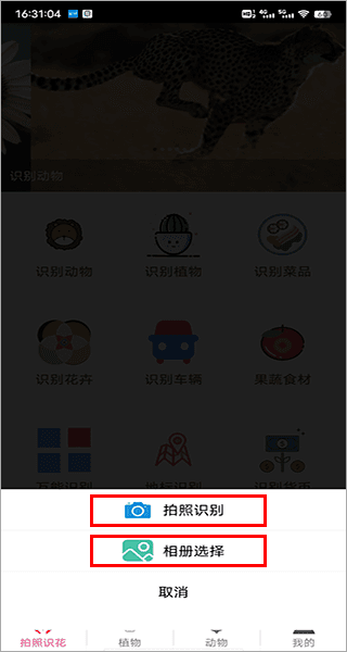怎么识别植物配图2