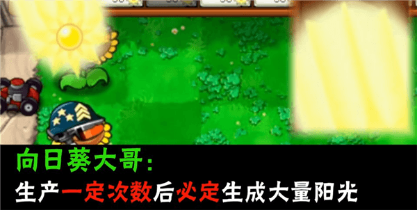 植物介绍配图2