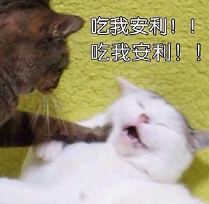 吃我安利!
