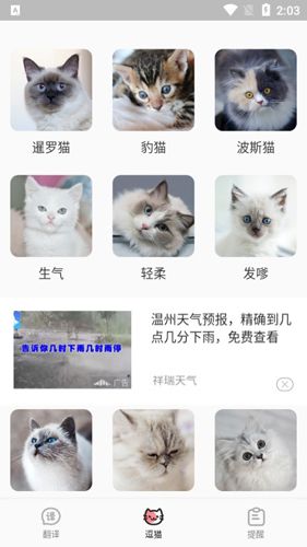 猫语翻译君APP2