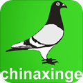 中国信鸽信息网app
