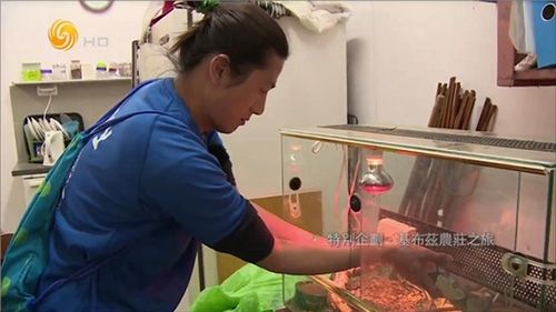 大视界tv海外版软件功能