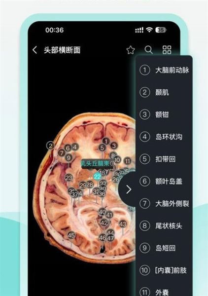 掌上3D解剖宣传图