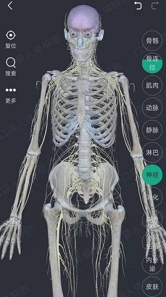 万康人体解剖图片
