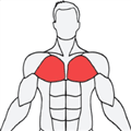 MuscleWiki中文版App下载_musclewiki官方版下载 v3.1.7中文版