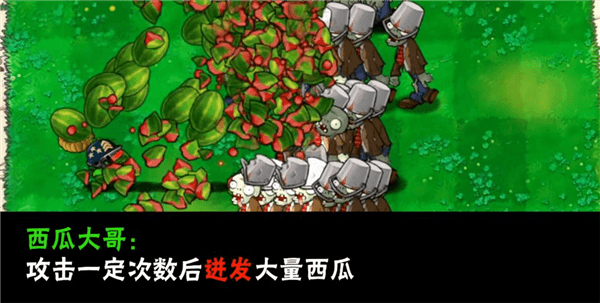 植物介绍配图22