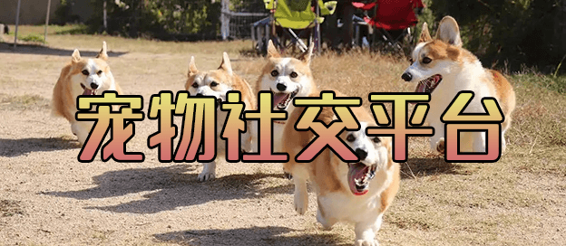 宠物社交平台