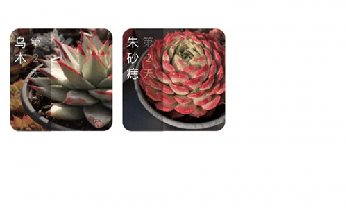 多肉圈软件下载