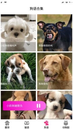 猫语狗语翻译器1
