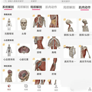 3Dbody艺用3