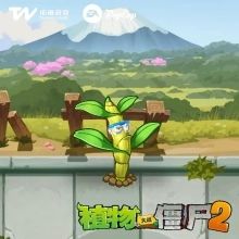 植物介绍配图7