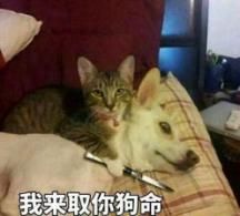 虎豹骑3