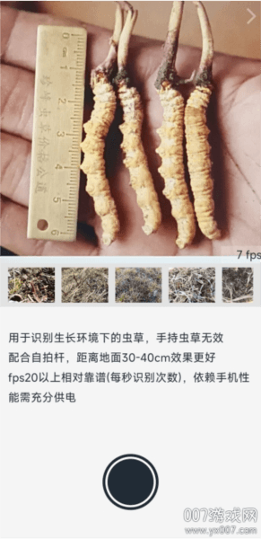 乐见虫草图片