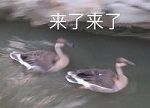 奥利给!《盛世遮天》代言人教你如何速刷BOSS! 奥利给!《盛世遮天》代言人教你如何速刷BOSS!