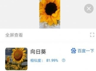 洛里斯天天扫描王