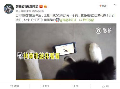 小汪汪宣传图2