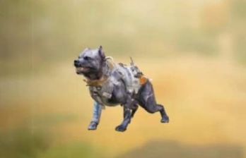 使命召唤手游军犬怎么用