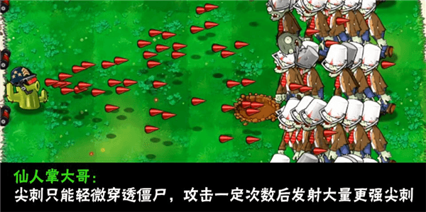 植物介绍配图17