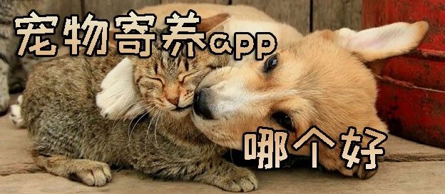 宠物寄养app哪个好