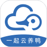 一起云养鸭