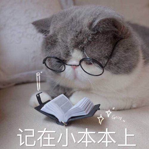 西蒙的猫跑酷