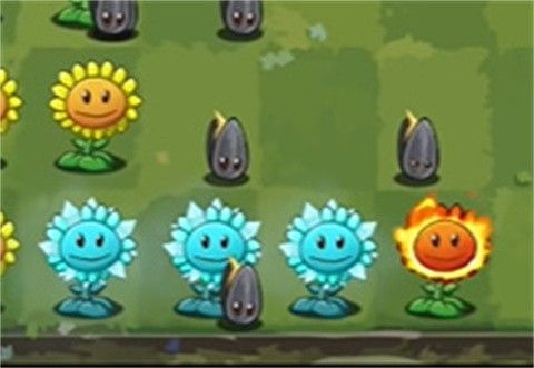 植物介绍配图2
