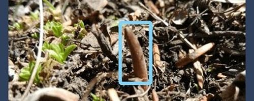 幸运之眼发现虫草app软件特色