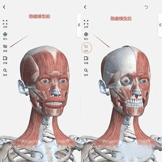3dbody解剖免费版5