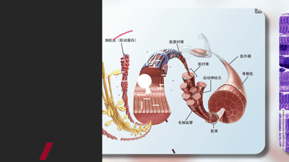 解剖和生理学1