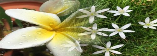 PhotoBlender安卓版软件特色