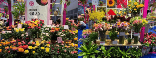 缤纷鲜花图片2