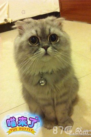 被网友看做是最具图腾气质的猫咪,主人叫它Peter仔