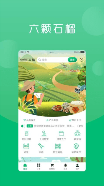 六棵石榴图片